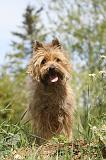 CAIRN TERRIER 122